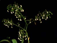 Epi. paniculatum